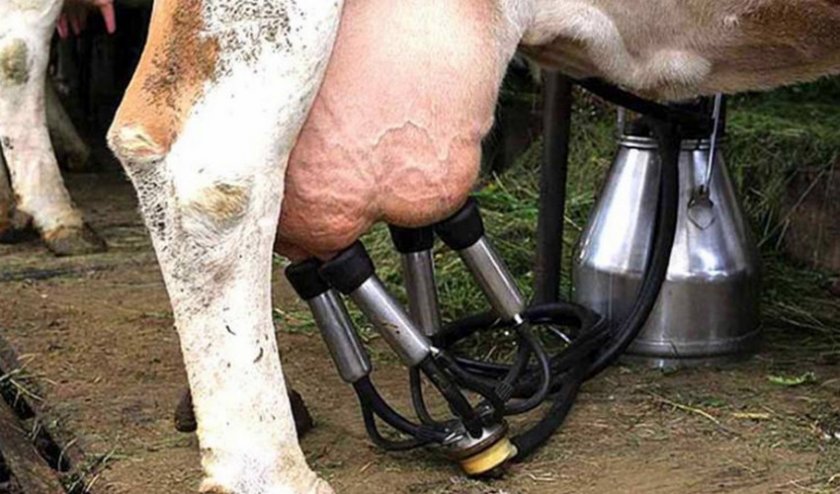 Доение коровы доильным аппаратом