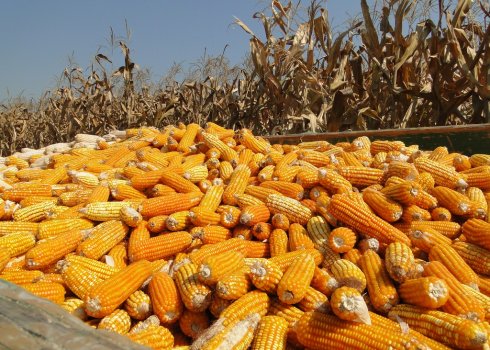 Средние показатели урожайности кукурузы с 1 га