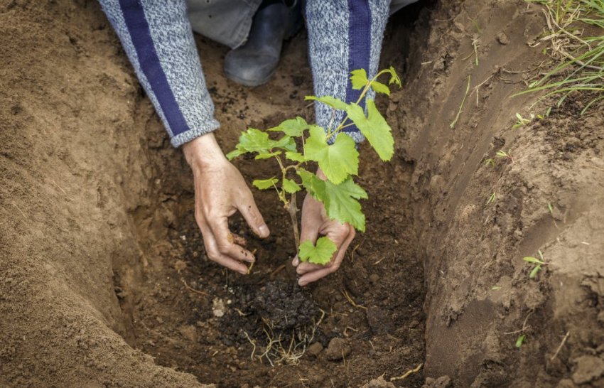 Посадка винограду