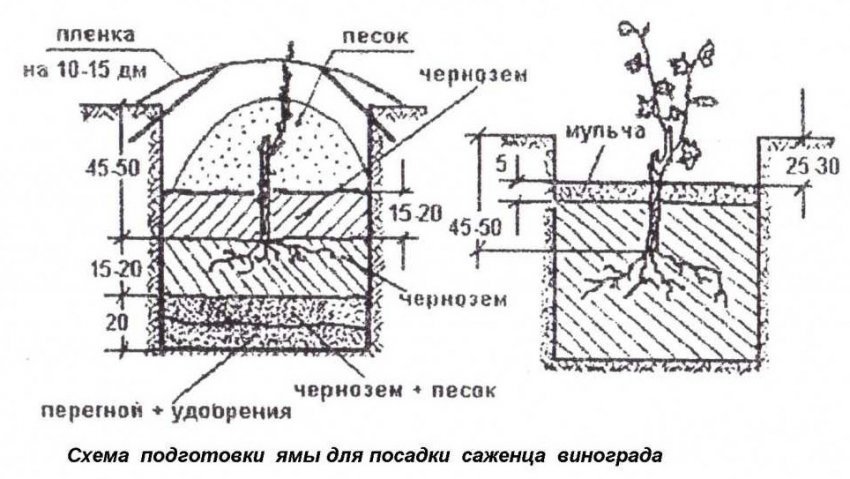 Підготовка до посадки саджанці винограду