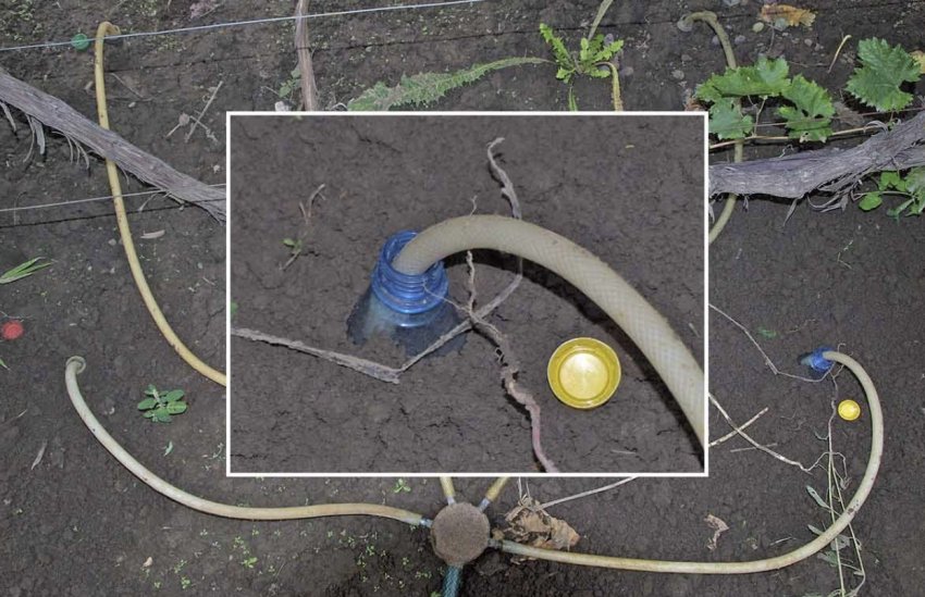 Полив винограду