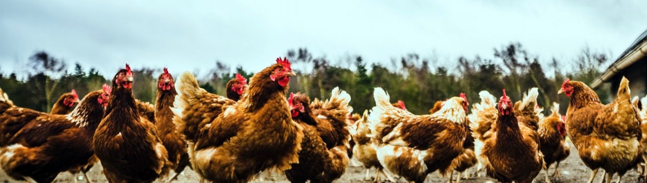 М'ясо з пір'я: американці виростили шматок курятини