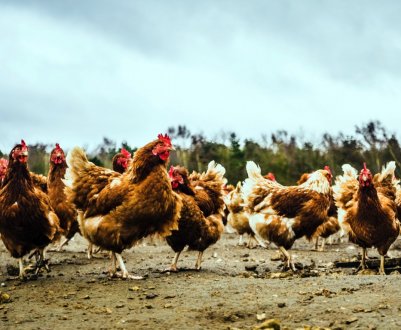 М'ясо з пір'я: американці виростили шматок курятини