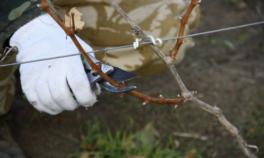 Підготовка винограду до зими