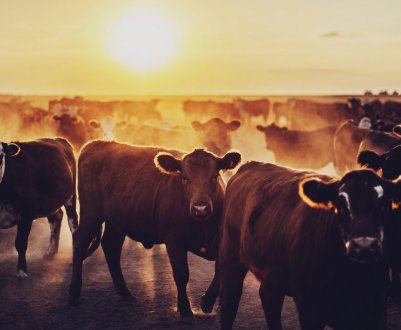  На російсько-китайському кордоні спалах ящура