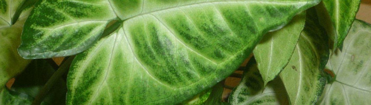 Сорти і види сингоніум і правильний догляд за ними