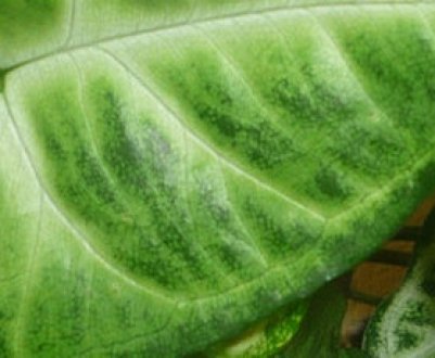 Сорти і види сингоніум і правильний догляд за ними