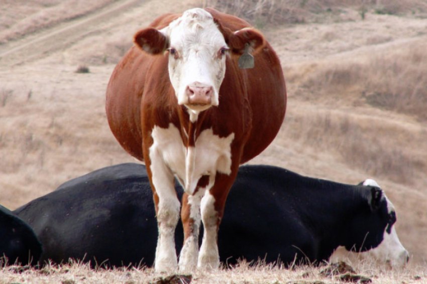 Підготовка до пологів