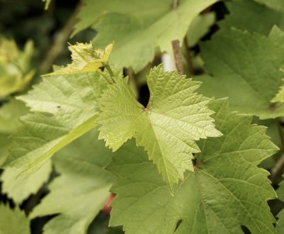 Сорт винограду Байконур: характеристика, секрети вирощування