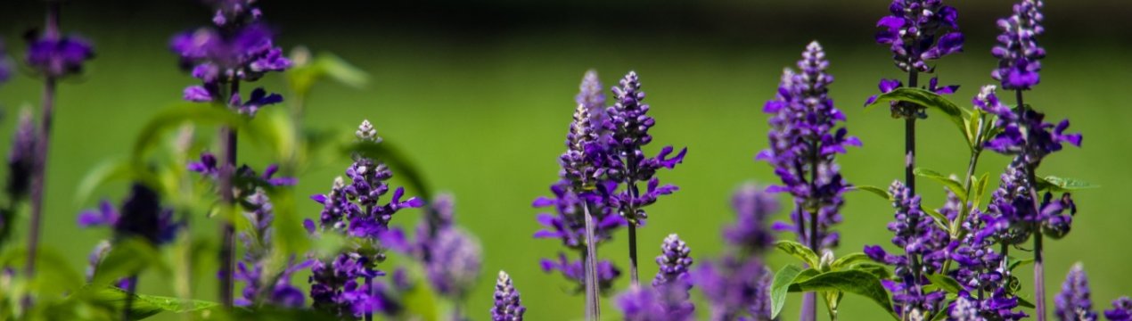 Бізнес на траві легально