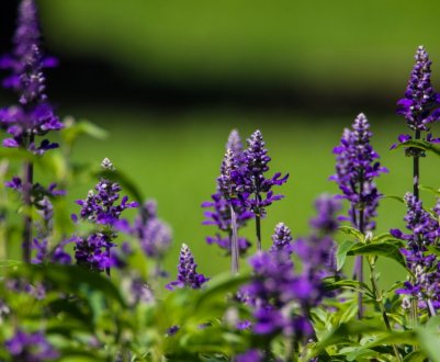 Бізнес на траві легально