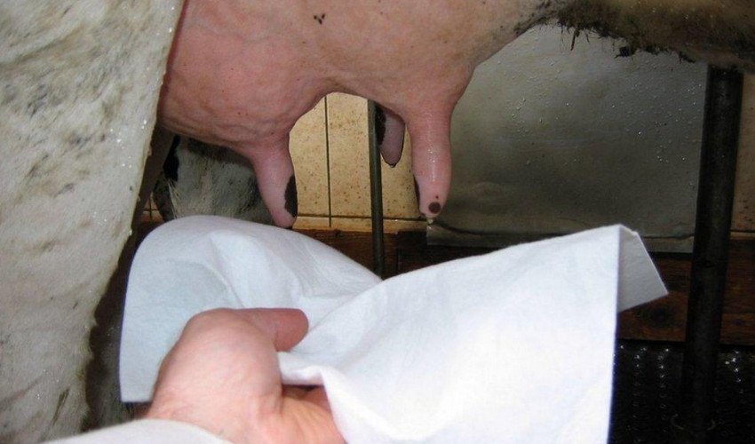 Очищення вимені Очищення вимені