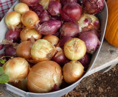 Дешевше українського цибулі — тільки французька