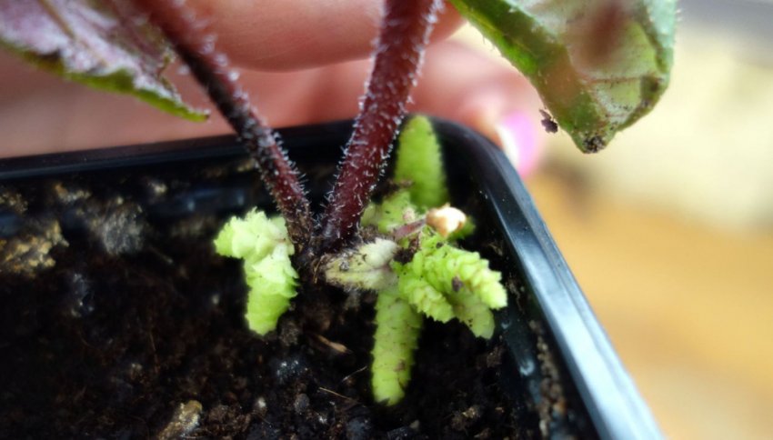 Розмноження ахименеси Розмноження ахименеси