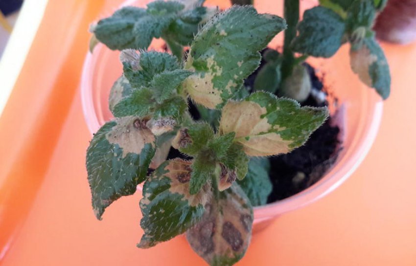 Ахіменес вражений попелиць Ахіменес вражений попелиць