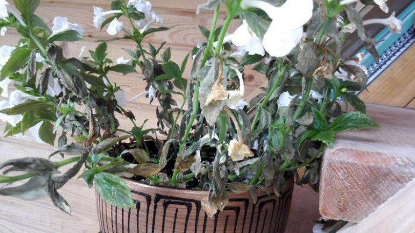 Павутинний кліщ на ахименесе Павутинний кліщ на ахименесе