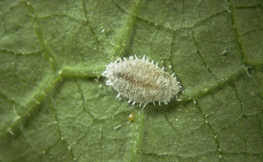 Борошнистий червець Борошнистий червець