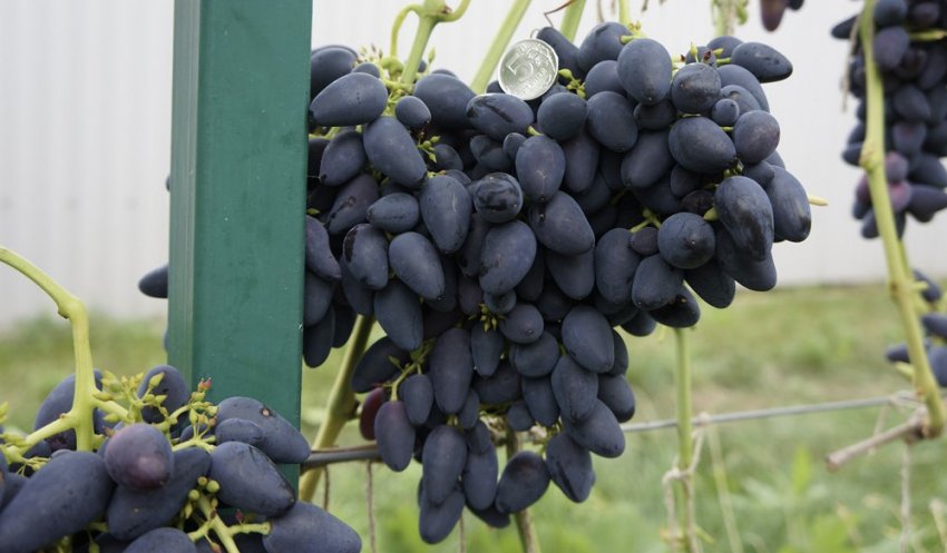 Вікінг Вікінг