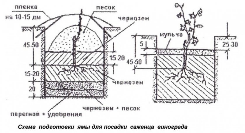Посадка саженца винограда Посадка саженца винограда