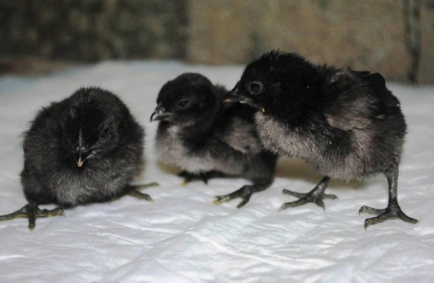 Курчата породи аям чемани