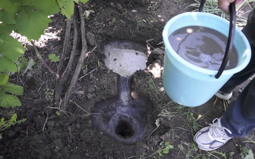 Полив винограда Полив винограда