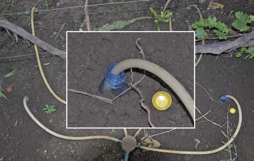 Полив винограда по дренажам Полив винограда по дренажам