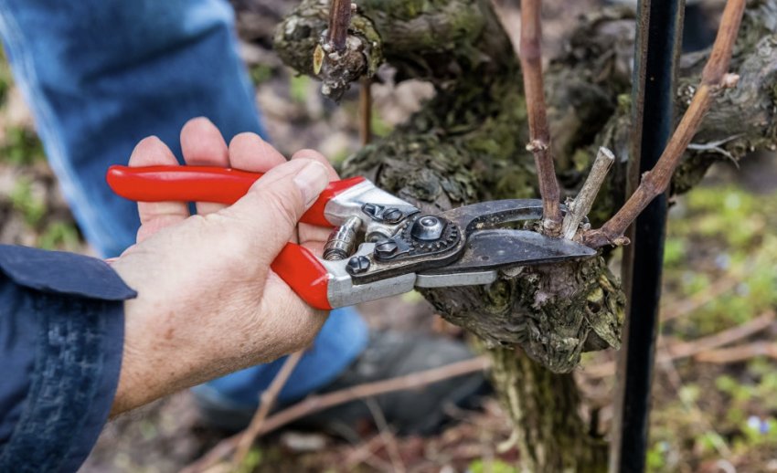 Обрізка винограду Обрізка винограду