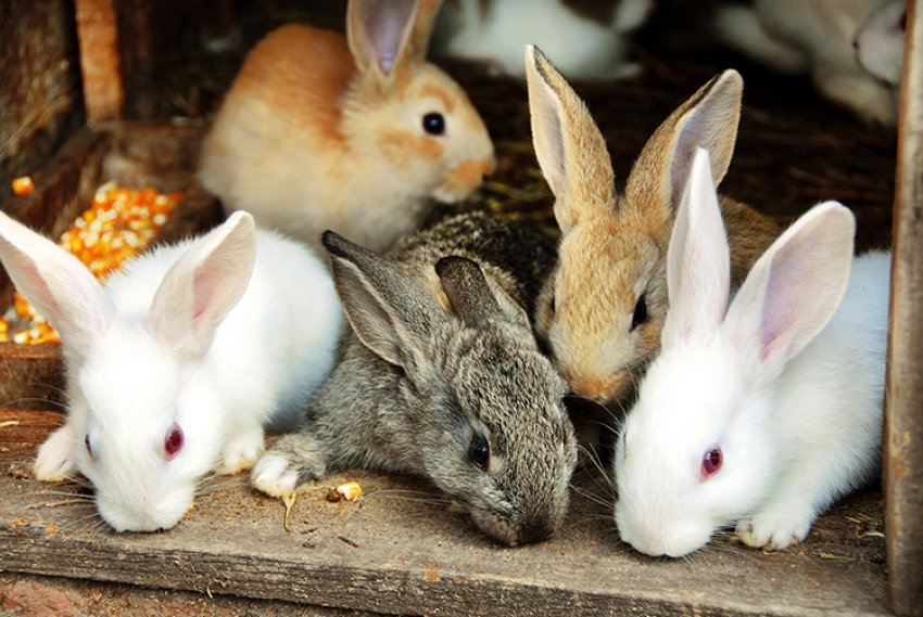 Правильный уход за кроликами