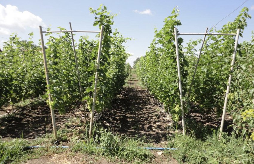 Опора Опора