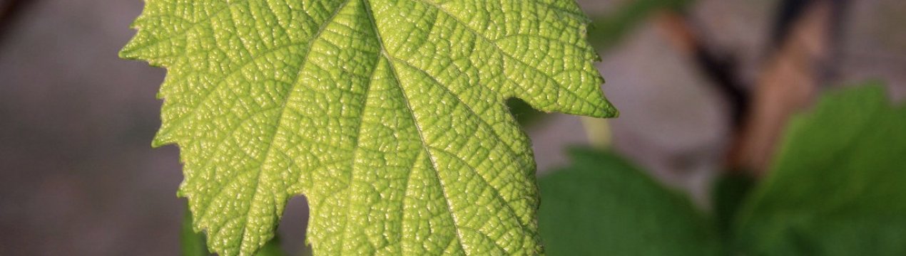 Сорт винограду Вікінг: характеристика, секрети вирощування