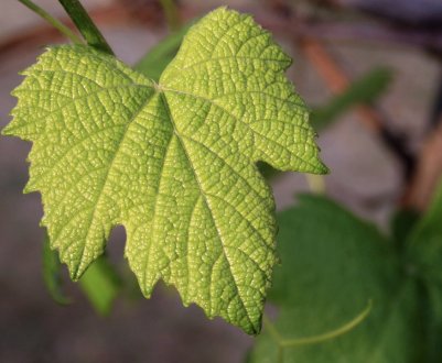 Сорт винограду Вікінг: характеристика, секрети вирощування