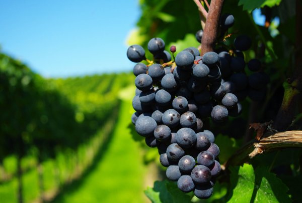 Как часто поливать виноград после посадки