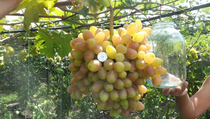 Захват Захват