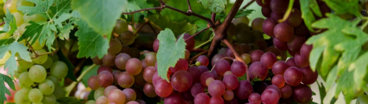 Почему сохнет виноград и как с этим бороться?