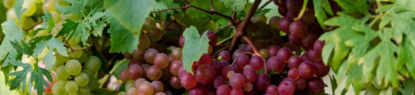 Почему сохнут листья у винограда, видео