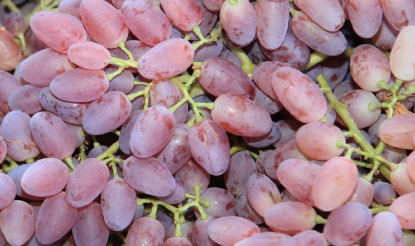 Кишмиш Кишмиш