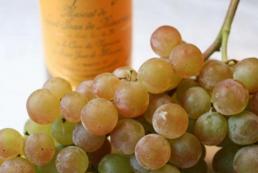 Мускат Мускат