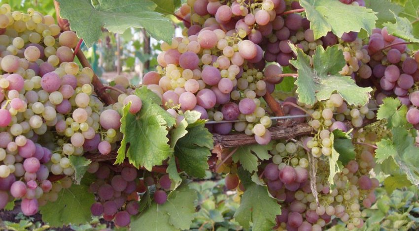 Німранг Німранг