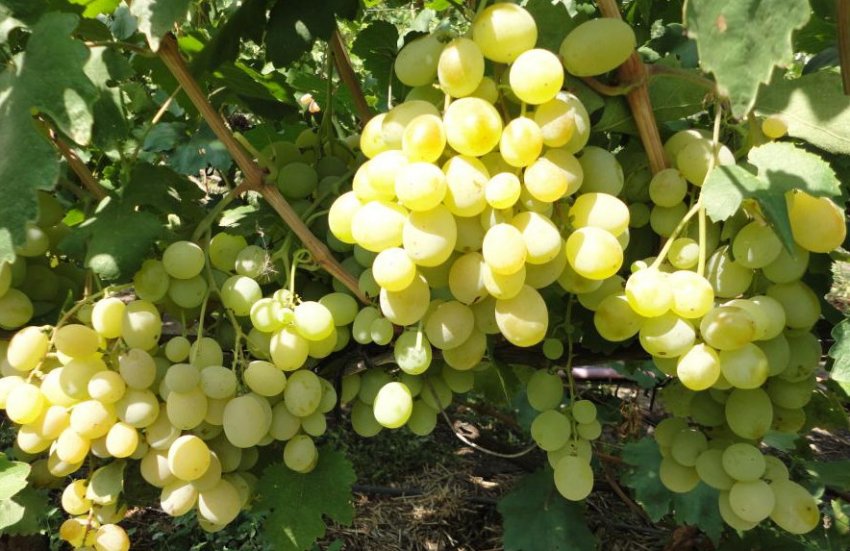 Талісман Талісман