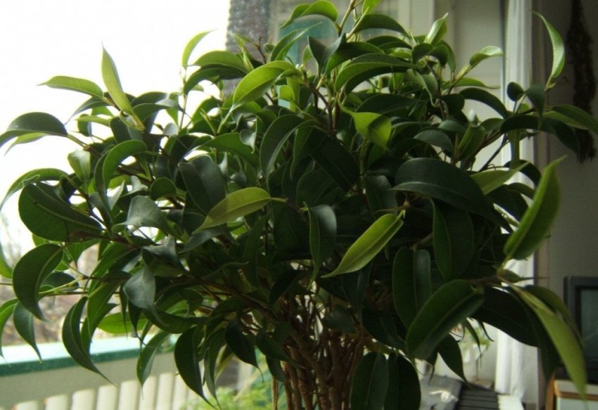 Фікус Бенджаміна