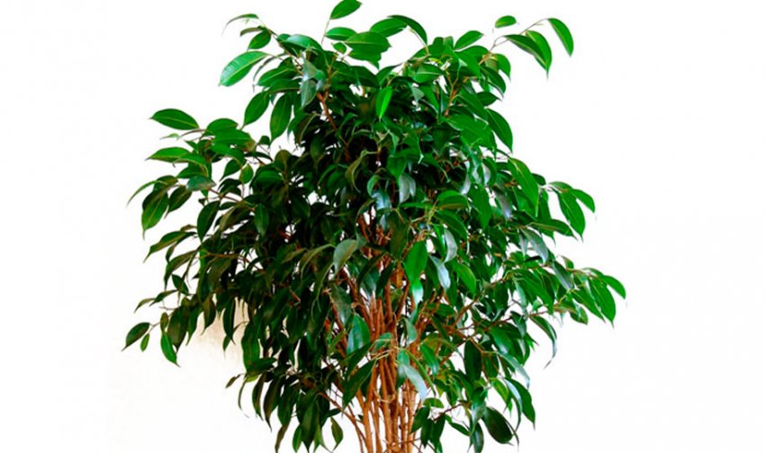 Фікус Бенджаміна