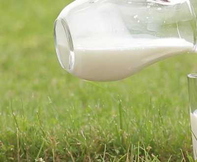 Коли можна пити молоко після отелення корови?