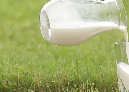 Коли можна пити молоко після отелення корови?