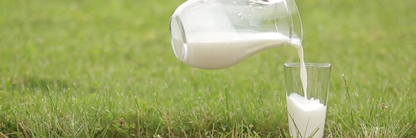 Когда можно пить молоко после отела коровы: через сколько времени, как правильно раздоить корову