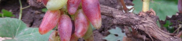 Виноград Дубовский розовый: описание сорта, фото