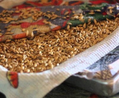 Як проростити пшеницю для курей в домашніх умовах