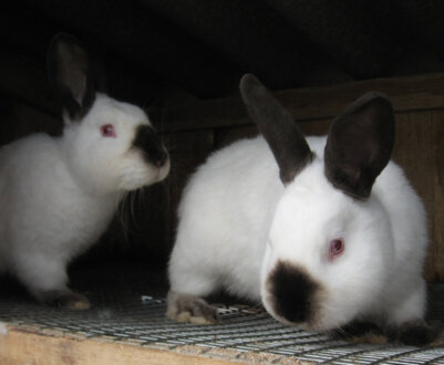 Утримання та догляд за кроликами в домашніх умовах