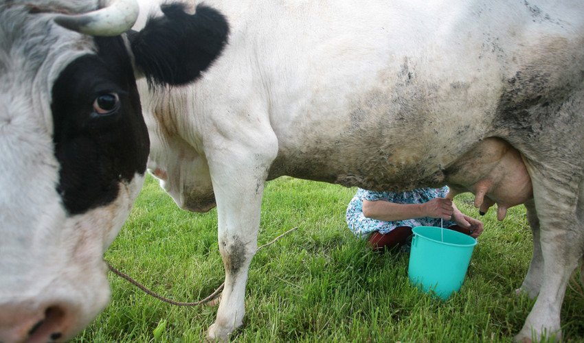 После отела коровы когда можно пить молоко
