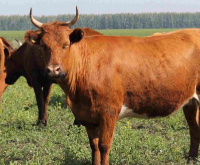Червона степова порода корів: опис, догляд і годування