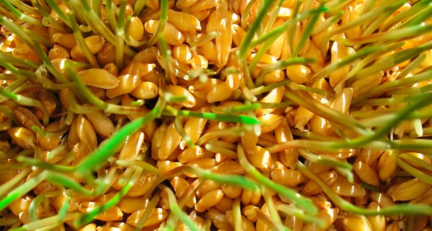 Как прорастить пшеницу для кур в домашних условиях: пошаговая инструкция и  кормление